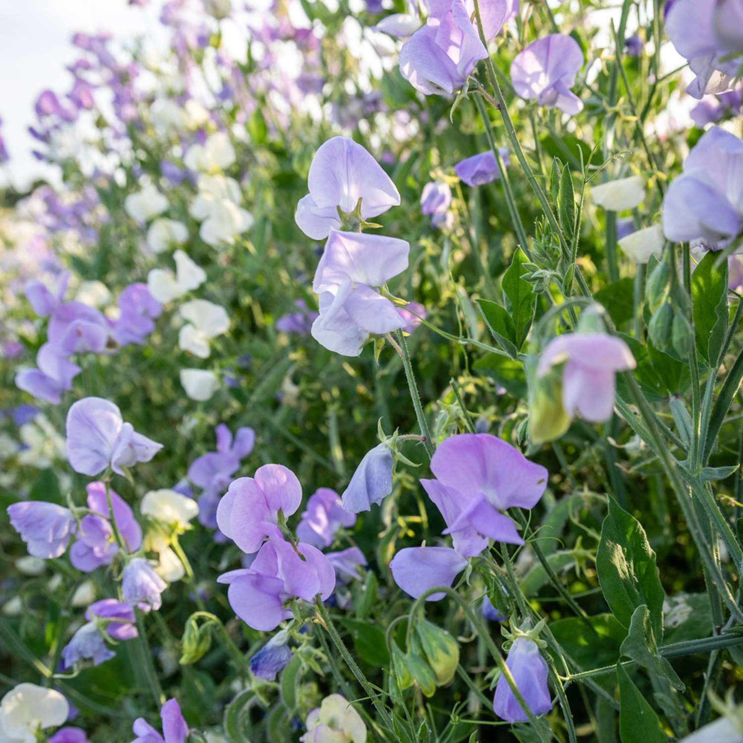 Pois de senteur 'Royal Lavender' (graines)